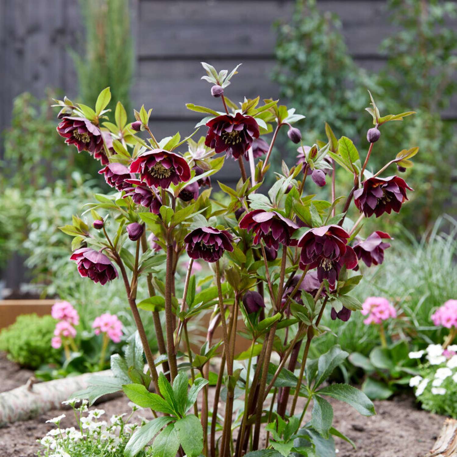 Tarhajouluruusu 'Double Ellen Purple' (Helleborus × hybridus)